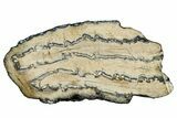 Mammoth Molar Slice With Case - South Carolina #335140-1